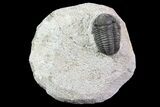 Bargain, Gerastos Trilobite Fossil - Morocco #69105-3